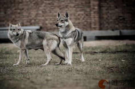 狼犬品種|狼狗